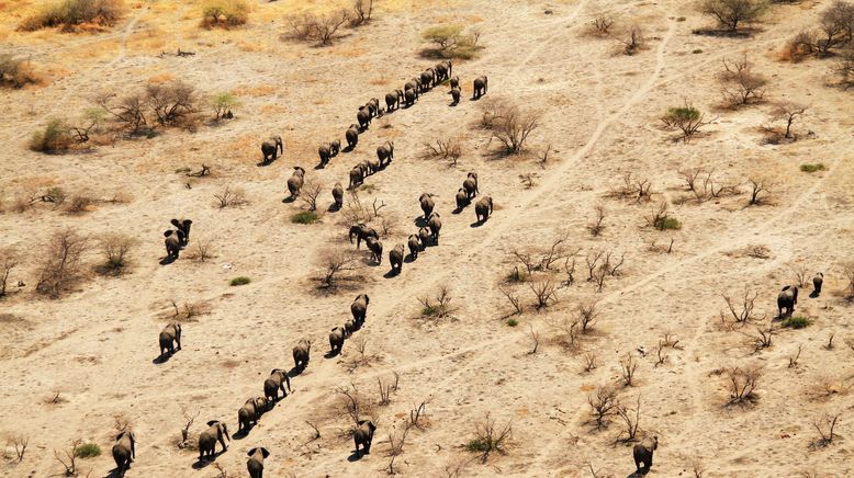 Kampf in der Kalahari: Löwen gegen Elefanten