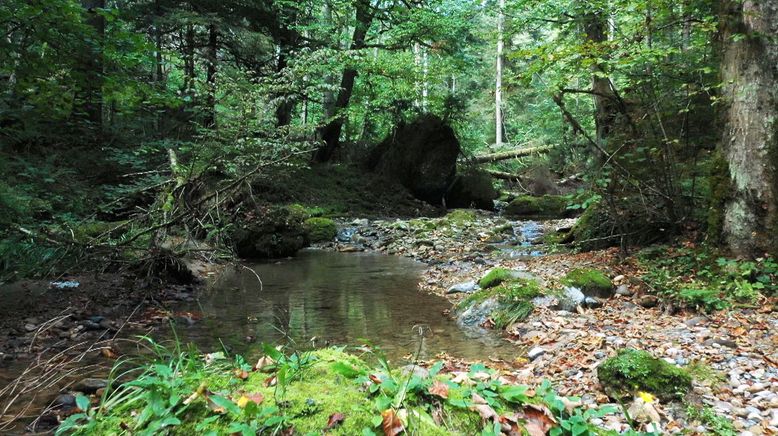 Wunderbare Waldwelt - Wie diese grünen Oasen zum Klimaschutz und zu unserer Gesundheit beitragen