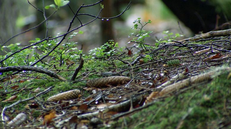 Wunderbare Waldwelt - Wie diese grünen Oasen zum Klimaschutz und zu unserer Gesundheit beitragen