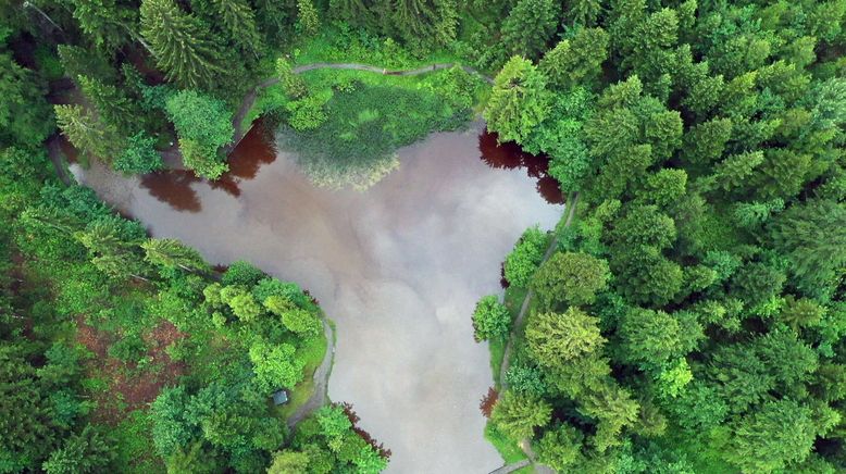 Wunderbare Waldwelt - Wie diese grünen Oasen zum Klimaschutz und zu unserer Gesundheit beitragen