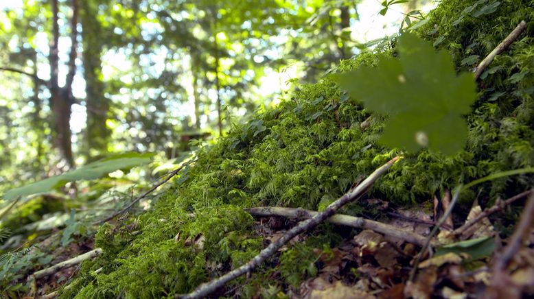 Wunderbare Waldwelt - Wie diese grünen Oasen zum Klimaschutz und zu unserer Gesundheit beitragen