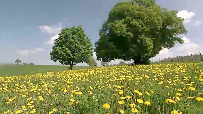 Von Hexenhügeln und heiligen Quellen - Kraftplätze im Burgenland