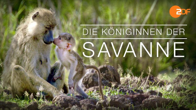 Die Königinnen der Savanne