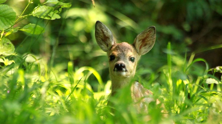 Der wilde Wald der Kaiserin