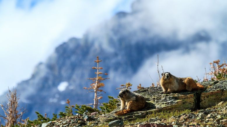 Tierische Superbauten