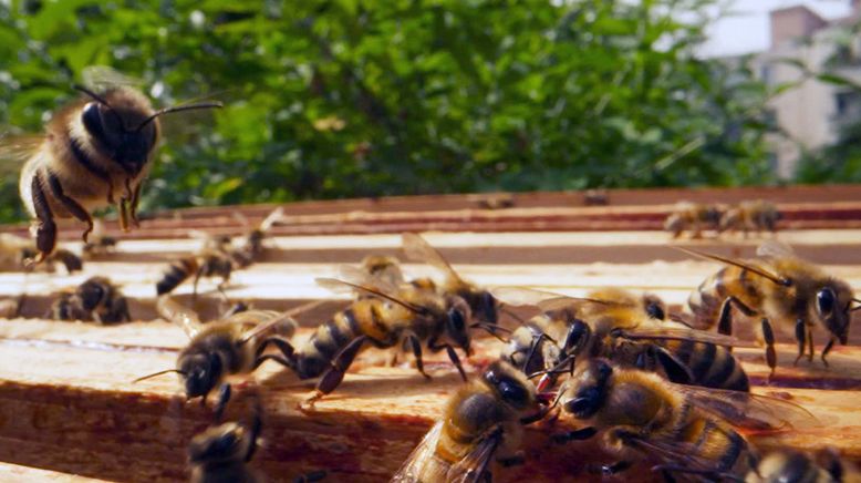 Paris, Hauptstadt der Bienen