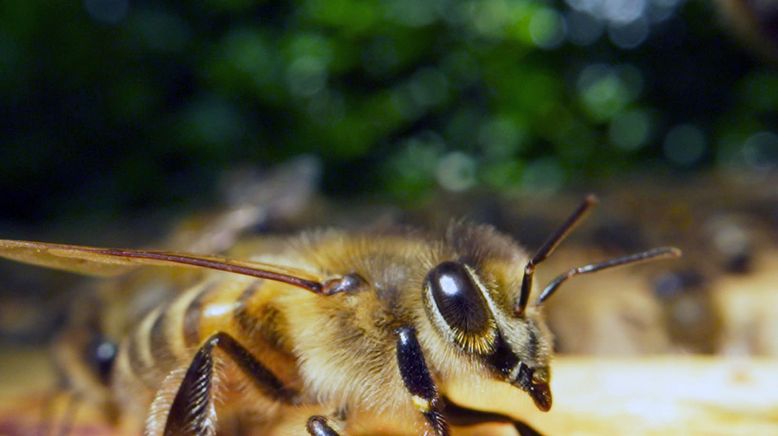 Paris, Hauptstadt der Bienen