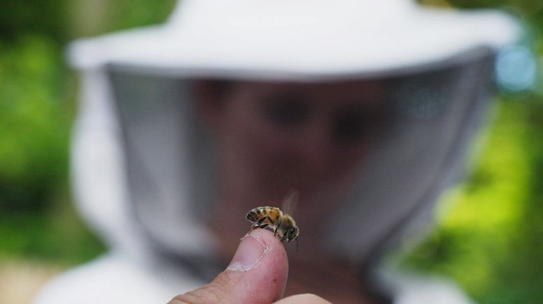 Paris, Hauptstadt der Bienen