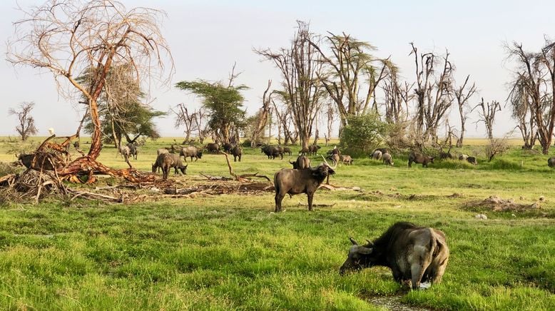 Im Herzen Massai - Kenias erste Rangerinnen