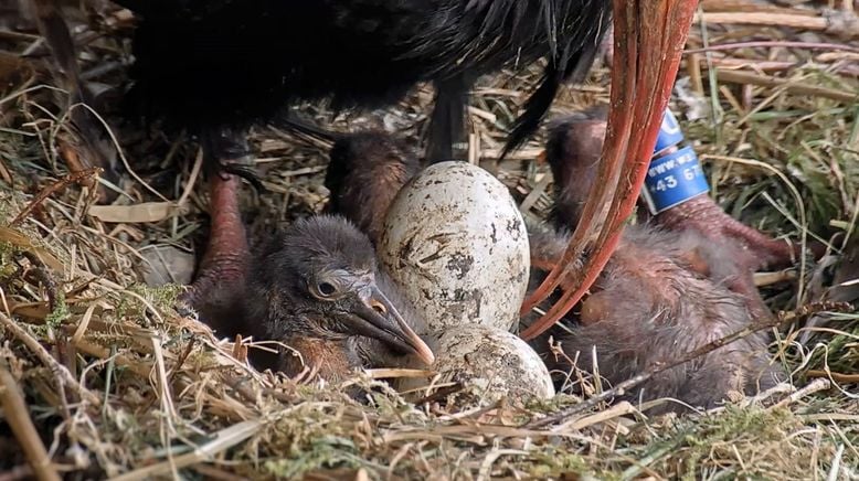 Der Waldrapp