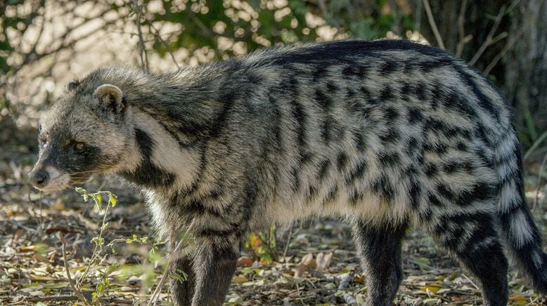 Auf leisen Pfoten durch Afrikas Wildnis