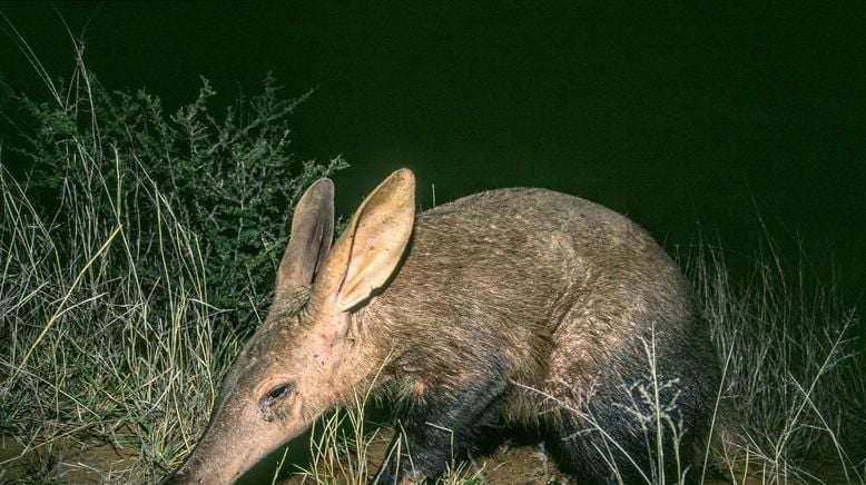 Auf leisen Pfoten durch Afrikas Wildnis