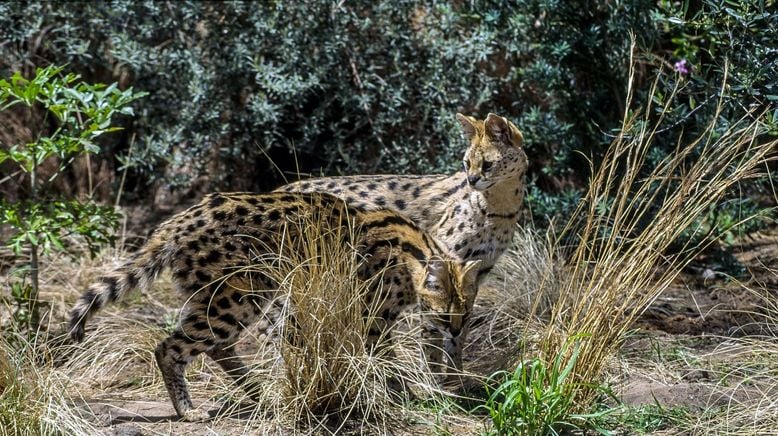 Auf leisen Pfoten durch Afrikas Wildnis