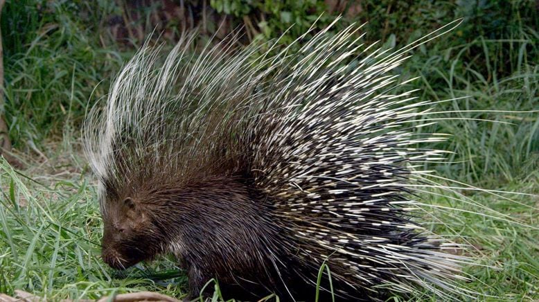 Auf leisen Pfoten durch Afrikas Wildnis