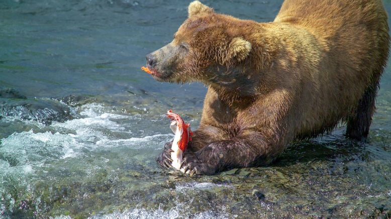 Durch das Jahr in der weltweiten Wildnis