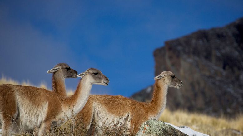 Wildes Patagonien