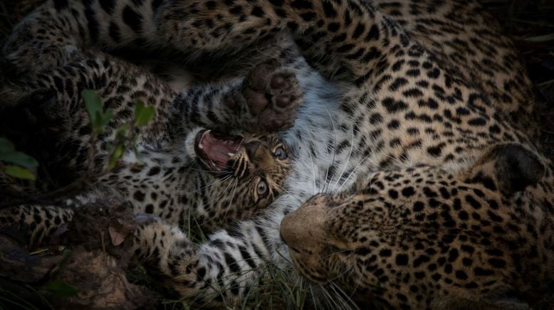 Game of Leopard Thrones - Die Königin der Leoparden