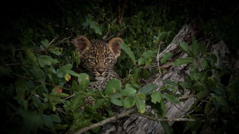 Game of Leopard Thrones - Die Königin der Leoparden