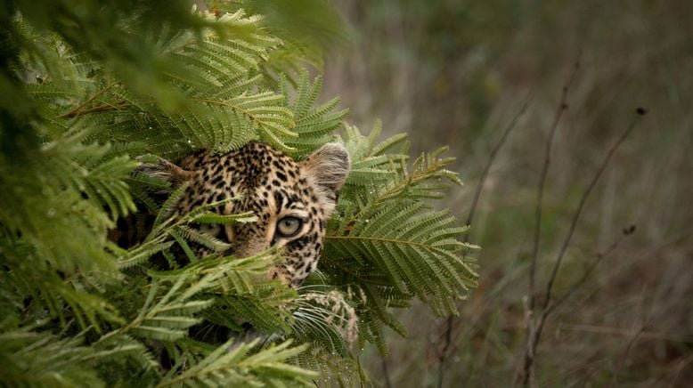 Game of Leopard Thrones - Die Königin der Leoparden