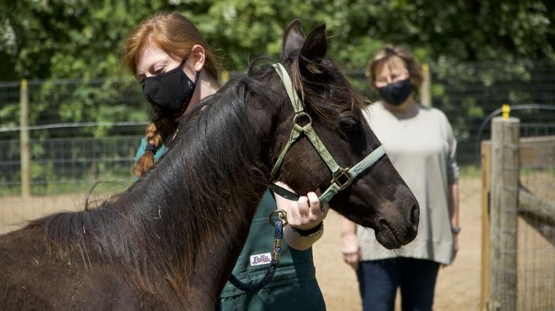 Critter Fixer: Zwei Tierärzte für alle Felle