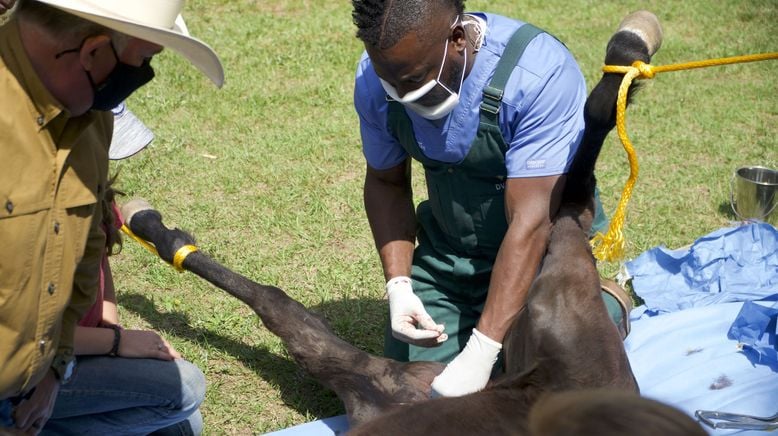 Critter Fixer: Zwei Tierärzte für alle Felle