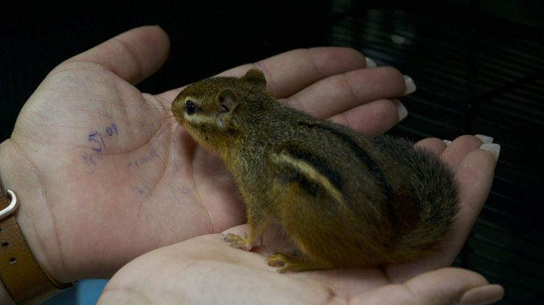 Critter Fixer: Zwei Tierärzte für alle Felle