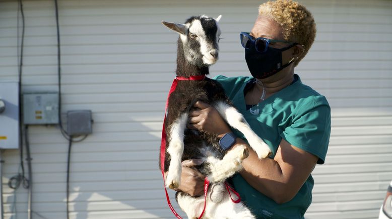 Critter Fixer: Zwei Tierärzte für alle Felle