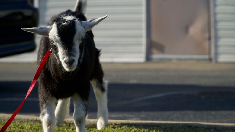 Critter Fixer: Zwei Tierärzte für alle Felle