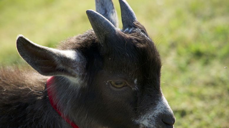 Critter Fixer: Zwei Tierärzte für alle Felle