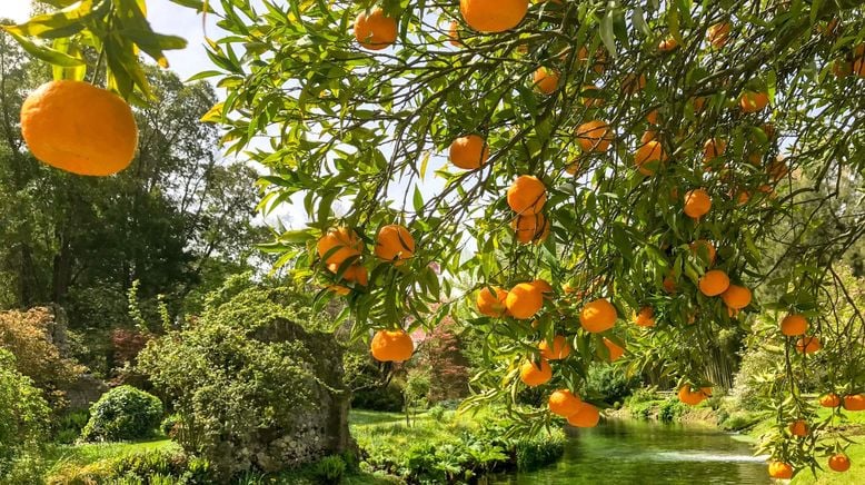 Traumgärten der Welt - 30 Jahre Gartenreisen mit Karl Ploberger