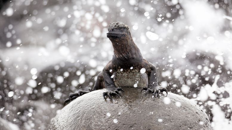 Galapagos