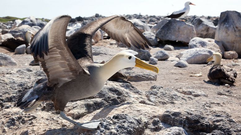 Galapagos