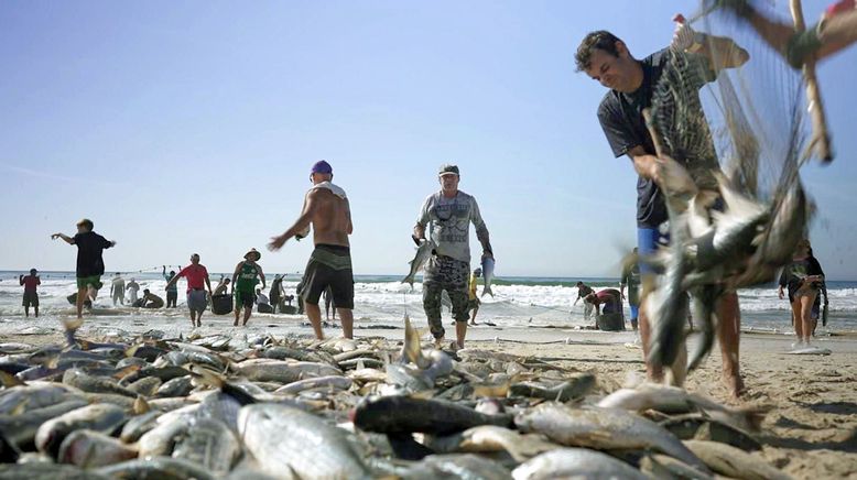 Brasilien: Ein Fisch namens Tainha