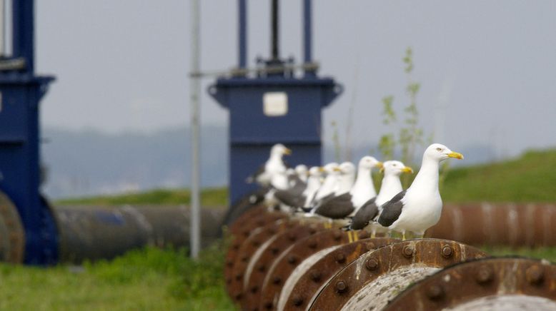 Wildnis im Superhafen