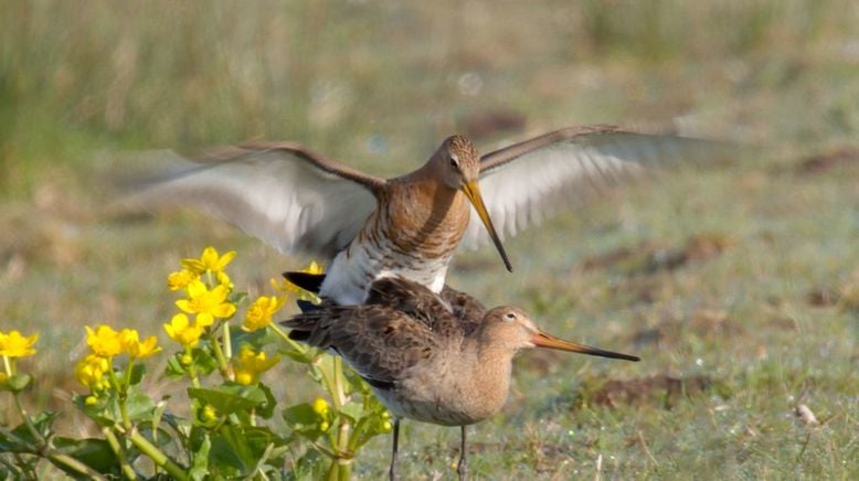 Wildnis zwischen Windmühlen