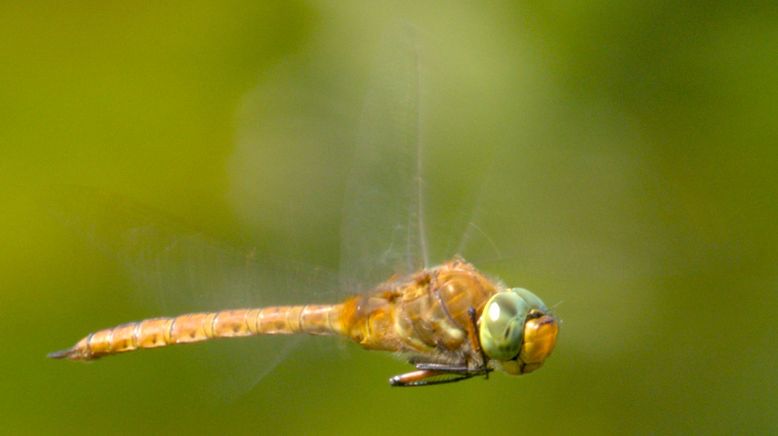 Wildnis zwischen Windmühlen