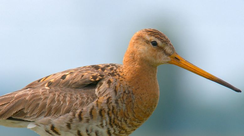 Wildnis zwischen Windmühlen