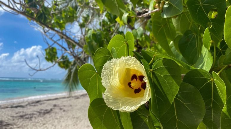 Karibische Gartenträume auf Guadeloupe