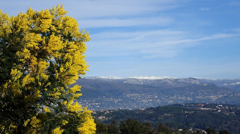 Mimose - die Frühlingsbotin