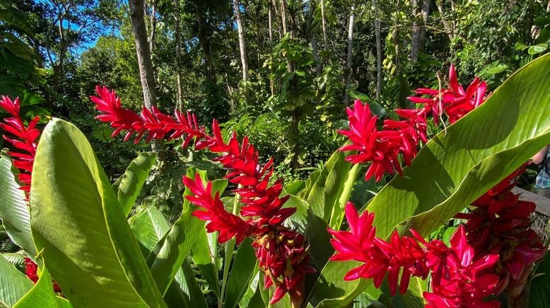 Karibische Gartenträume auf Guadeloupe