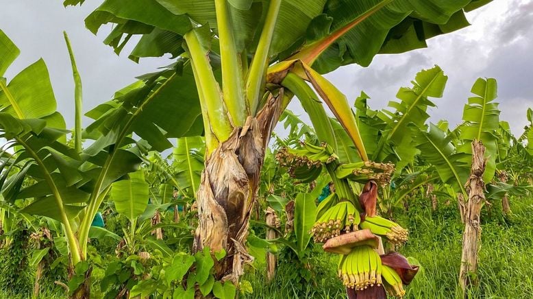 Karibische Gartenträume auf Guadeloupe