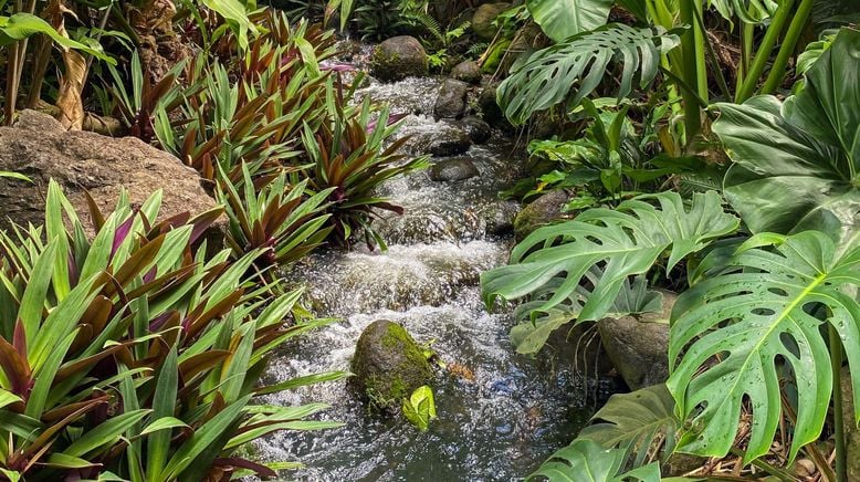 Karibische Gartenträume auf Guadeloupe