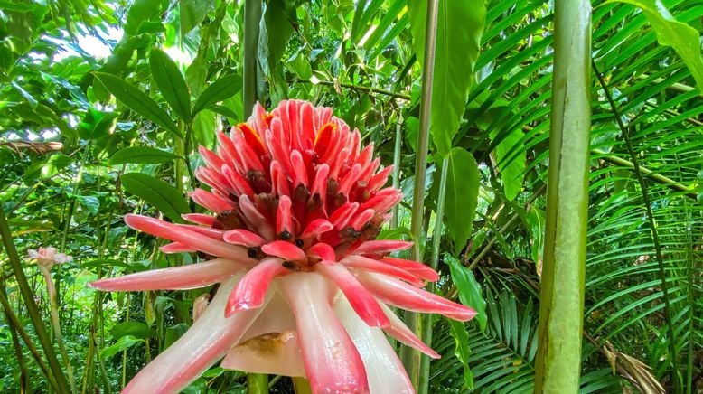 Karibische Gartenträume auf Guadeloupe