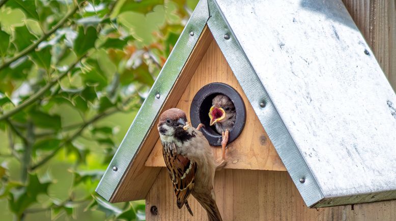 Tierische Superbauten