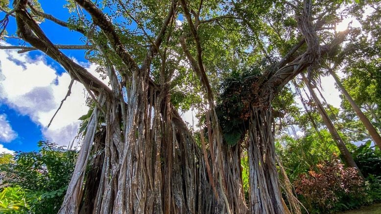 Karibische Gartenträume auf Guadeloupe