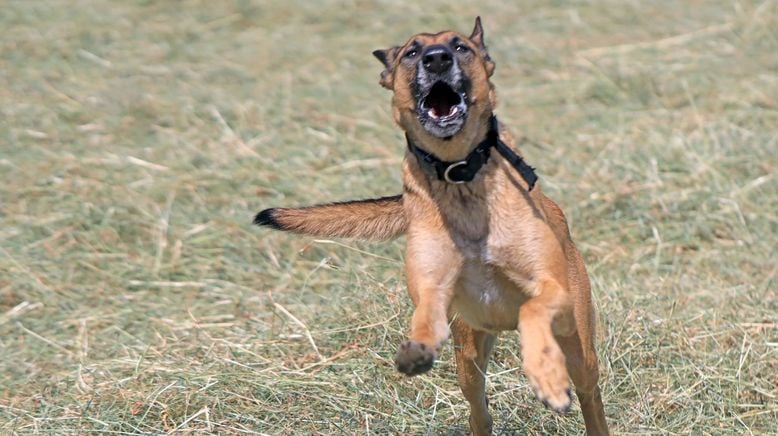 hundkatzemaus - Das Haustiermagazin