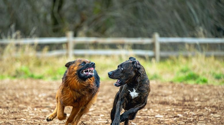 hundkatzemaus - Das Haustiermagazin