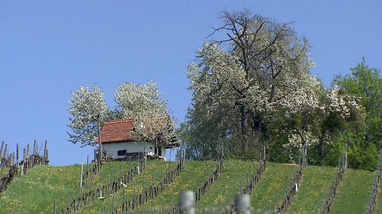 Frühling auf der Alm