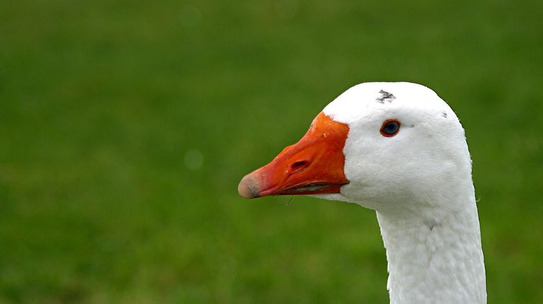 Critter Fixer: Zwei Tierärzte für alle Felle