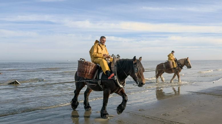 Leben an der Nordsee